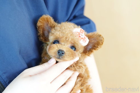 成約済の埼玉県のトイプードル-259935の3枚目