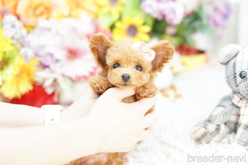 成約済の埼玉県のトイプードル-259935の2枚目