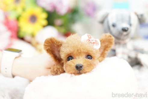 成約済の埼玉県のトイプードル-259935