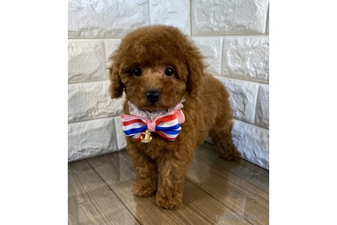 成約済の茨城県のトイプードル-259942の3枚目