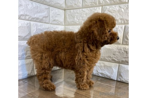 成約済の茨城県のトイプードル-259942の2枚目