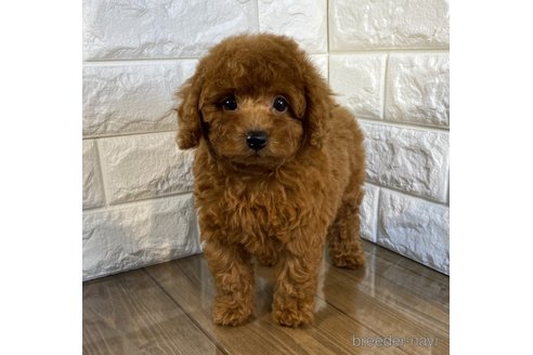 成約済の茨城県のトイプードル-259942の4枚目