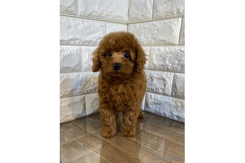 成約済の茨城県のトイプードル-259942の5枚目