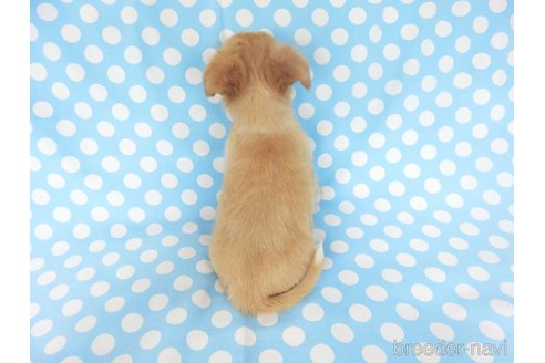成約済の千葉県のチワワ(ロングコート)-251073の10枚目