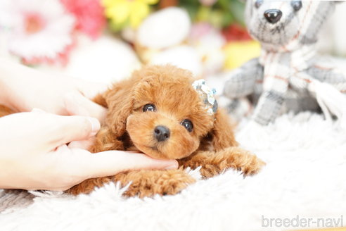 成約済の埼玉県のトイプードル-259945の4枚目