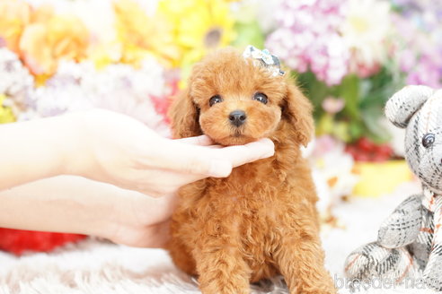 成約済の埼玉県のトイプードル-259945の3枚目