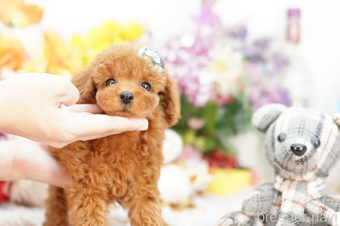 成約済の埼玉県のトイプードル-259945の2枚目