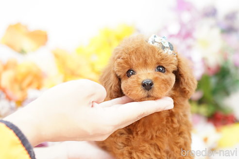 成約済の埼玉県のトイプードル-259945の1枚目