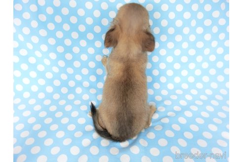成約済の千葉県のチワワ(ロングコート)-251063の19枚目