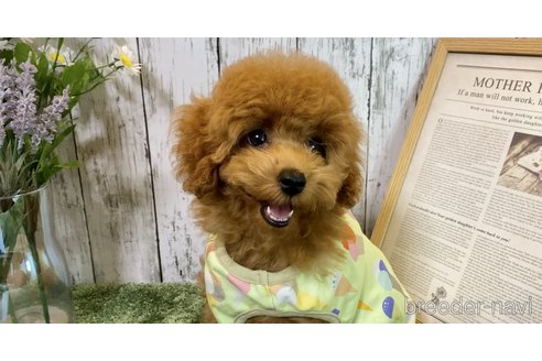 成約済の埼玉県のタイニープードル-251840の9枚目