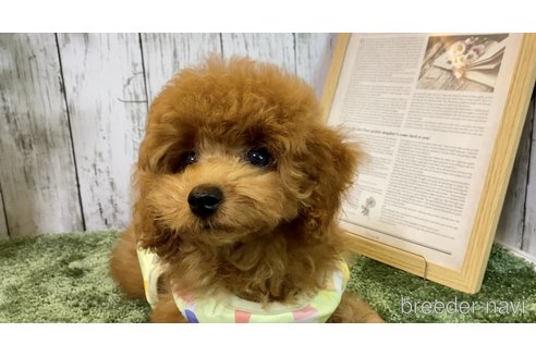 成約済の埼玉県のタイニープードル-251840の7枚目