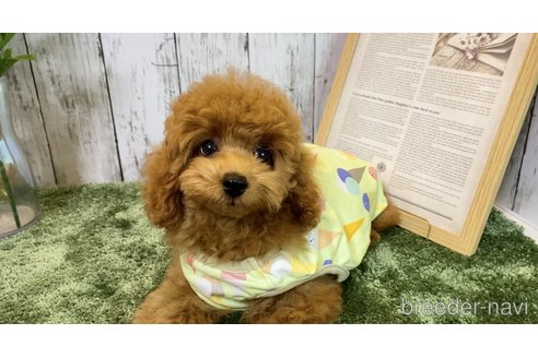 成約済の埼玉県のタイニープードル-251840の6枚目