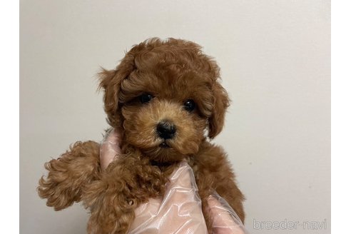 成約済の東京都のタイニープードル-258196の2枚目