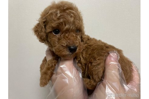 成約済の東京都のタイニープードル-259757の2枚目