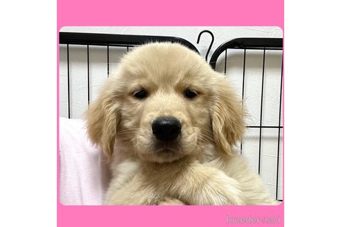 成約済の京都府のゴールデンレトリーバー-260003の8枚目