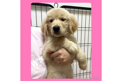 成約済の京都府のゴールデンレトリーバー-260003の4枚目
