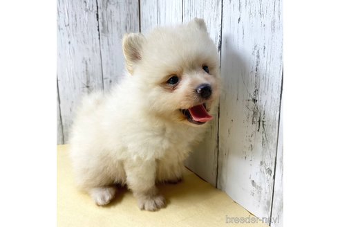 成約済の茨城県のポメラニアン-260067の70枚目