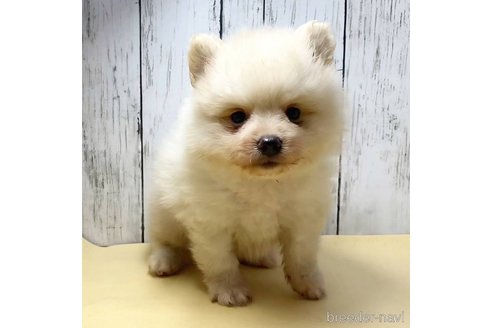成約済の茨城県のポメラニアン-260067の68枚目