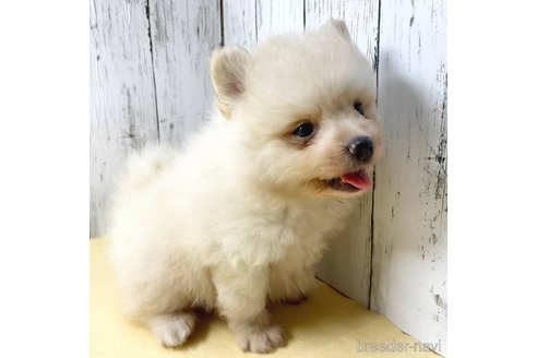 成約済の茨城県のポメラニアン-260067の67枚目