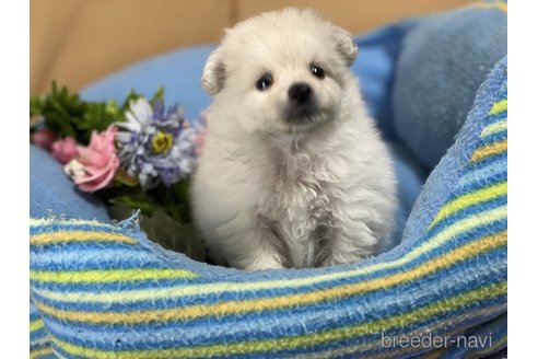 成約済の栃木県のミックス犬-260071の3枚目