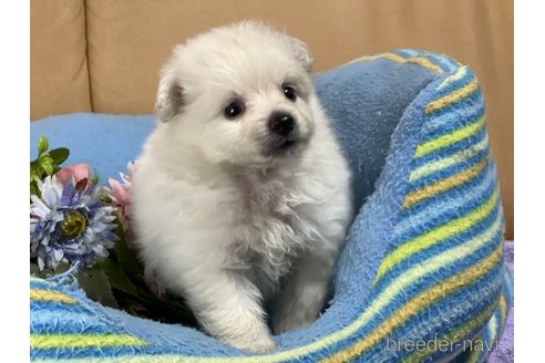 成約済の栃木県のミックス犬-260071の1枚目