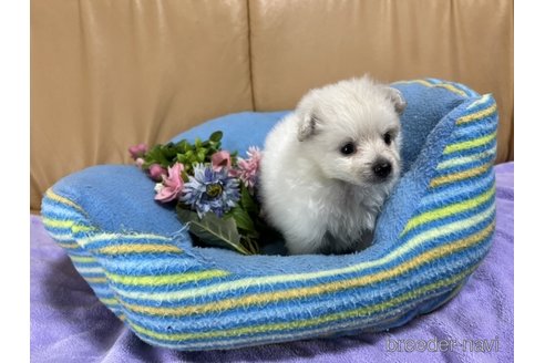 成約済の栃木県のミックス犬-260071の4枚目