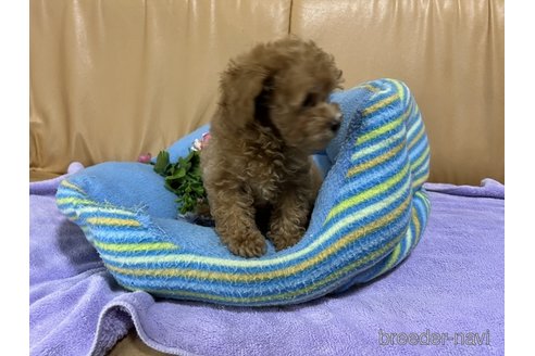 成約済の栃木県のトイプードル-260077の4枚目
