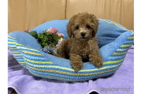 成約済の栃木県のトイプードル-260077の1枚目