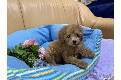 成約済の栃木県のトイプードル-260077の3枚目