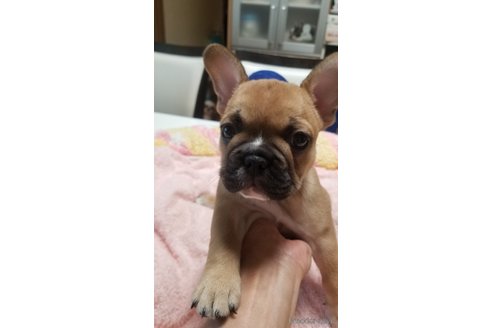 成約済の愛知県のフレンチブルドッグ-257061の12枚目