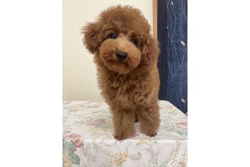 販売中の香川県のタイニープードル-253686