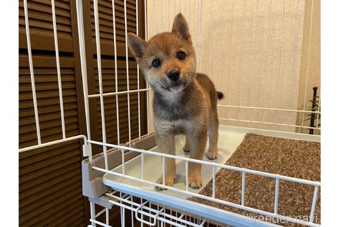 成約済の兵庫県の豆柴-255741の4枚目