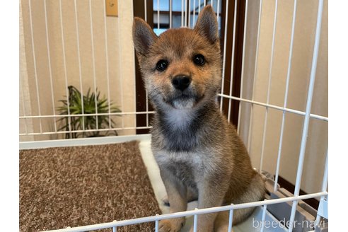 成約済の兵庫県の豆柴-255741の3枚目