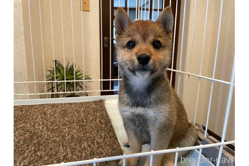 成約済の兵庫県の豆柴-255741の2枚目