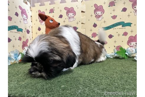 成約済の栃木県のシーズー-260206の4枚目