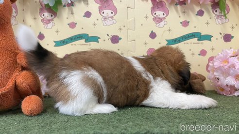 成約済の栃木県のシーズー-260208の2枚目
