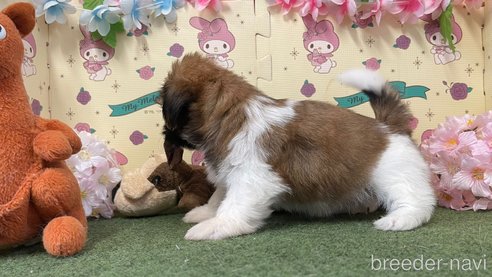 成約済の栃木県のシーズー-260208の3枚目