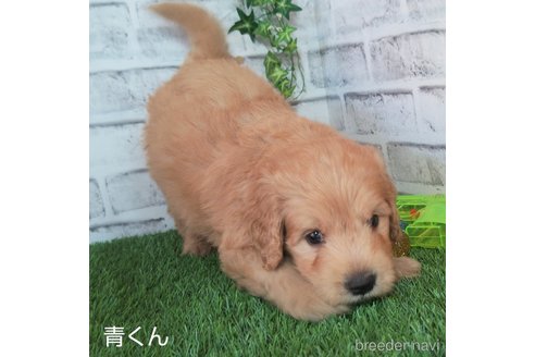 成約済の埼玉県のゴールデンドゥードル:ゴールデンレトリーバー×プードル-260222の7枚目