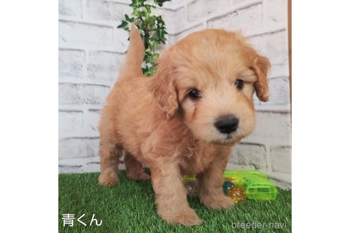 成約済の埼玉県のゴールデンドゥードル:ゴールデンレトリーバー×プードル-260222の2枚目