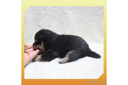 成約済の岡山県の柴犬-258341の27枚目