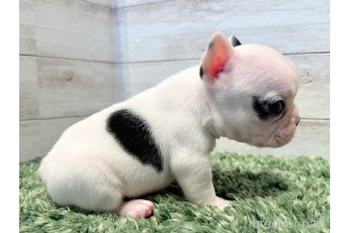 成約済の愛知県のフレンチブルドッグ-260253の4枚目