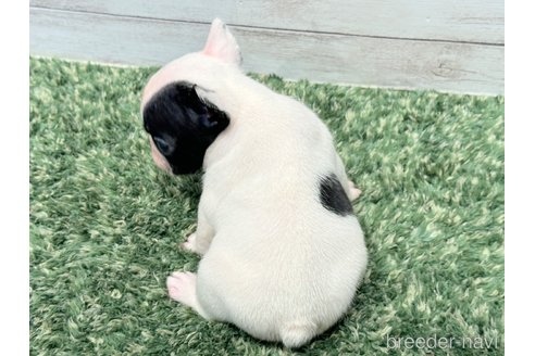 成約済の愛知県のフレンチブルドッグ-260253の5枚目