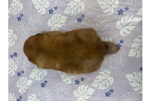 成約済の千葉県のチャウチャウ-260257の2枚目