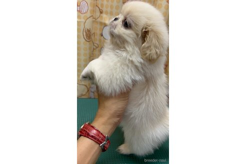 成約済の群馬県のペキニーズ-259039の6枚目