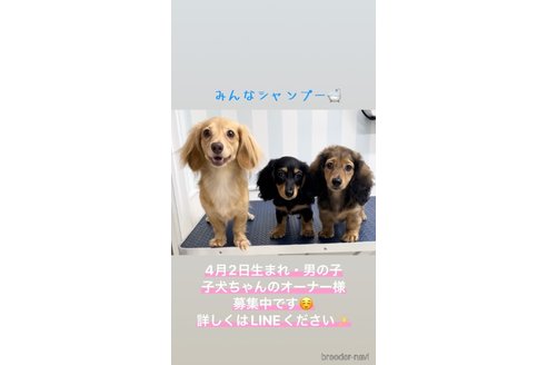 成約済の埼玉県のミニチュアダックスフンド(ロングヘアード)-240345の2枚目