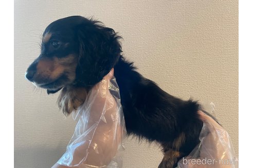 成約済の東京都のミニチュアダックスフンド(ロングヘアード)-260316の4枚目