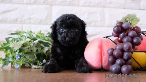 成約済の滋賀県のトイプードル-260323