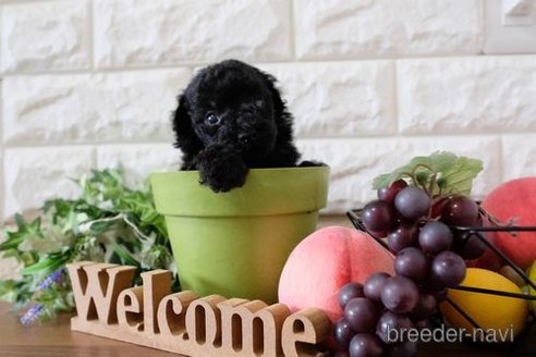 成約済の滋賀県のトイプードル-260323の4枚目