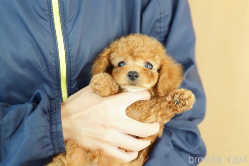 成約済の埼玉県のトイプードル-260348の4枚目