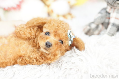 成約済の埼玉県のトイプードル-260348の3枚目